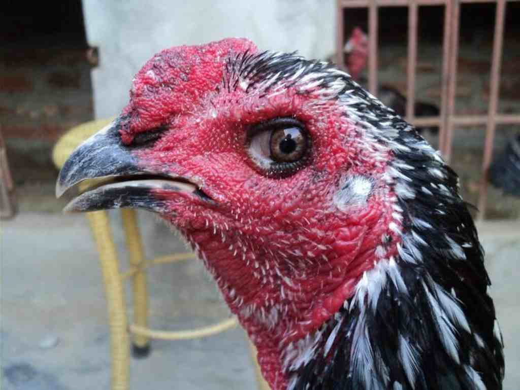 Có nên chọn gà chọi mắt ếch hay không? 9 Hướng dẫn lựa chọn gà chọi mắt ếch chuẩn nhất