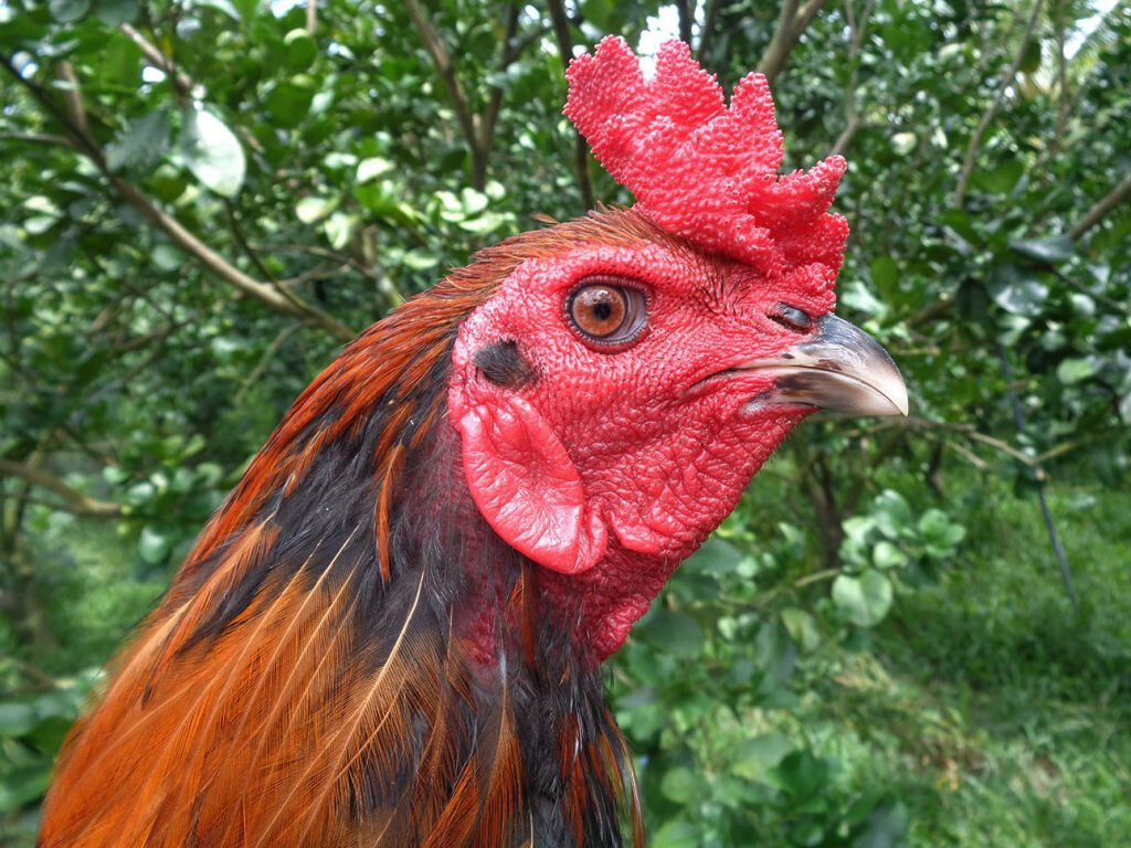 Kỹ thuật xem mắt gà chọi hay thông qua dáng mắt của gà chọi