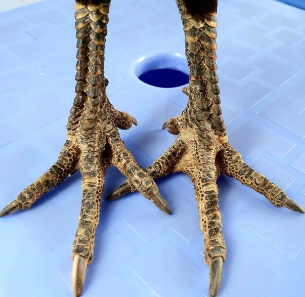 Nếu gặp những con gà có vảy này thì bạn hãy mua ngay nhé