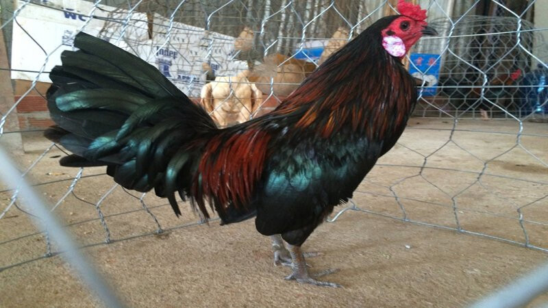 Ngắm sơ qua hình thức để đánh giá