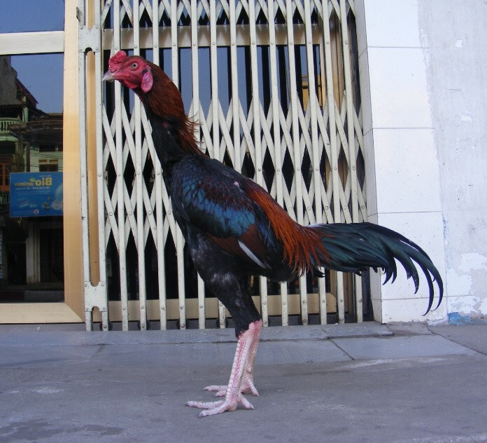 Có nên chọn gà chọi mắt ếch hay không? 8 Những giống gà chọi mắt ếch tốt nhất