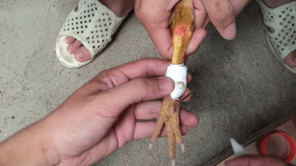 Băng cựa gà đá chuẩn có thể tăng sức chiến cho chiến kê