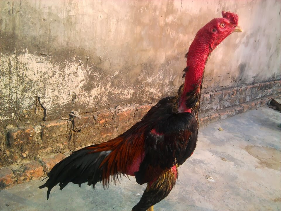 Cách chữa trị gà đá bị biếng ăn hiệu quả 100% sư kê nên biết 7 Cách chữa gà đá biếng ăn