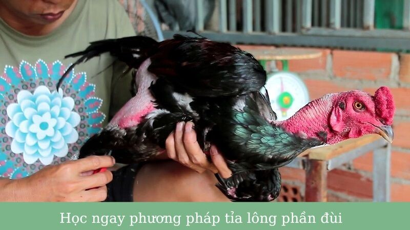 Học phương pháp tỉa lông phần đùi sao cho đúng?