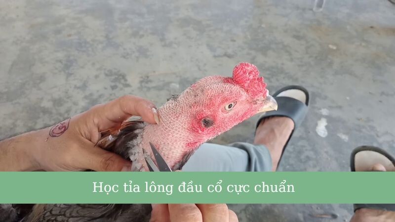 Học tỉa lông đầu cổ cực chuẩn cho chiến kê