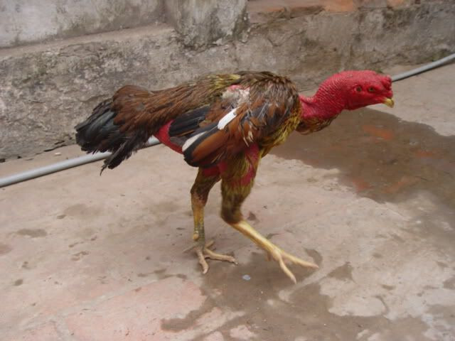 Cách chữa trị gà đá bị biếng ăn hiệu quả 100% sư kê nên biết 13 Một số câu hỏi về gà đá bị biếng ăn