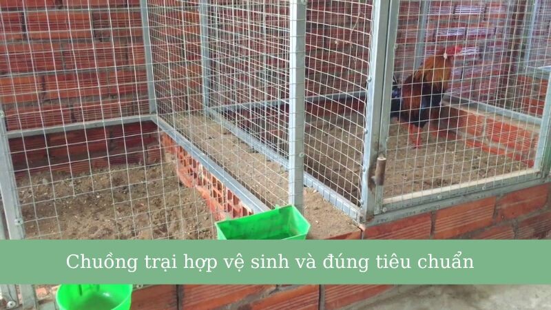 Nuôi dưỡng chiến kê trong chuồng trại hợp vệ sinh và đạt chuẩn