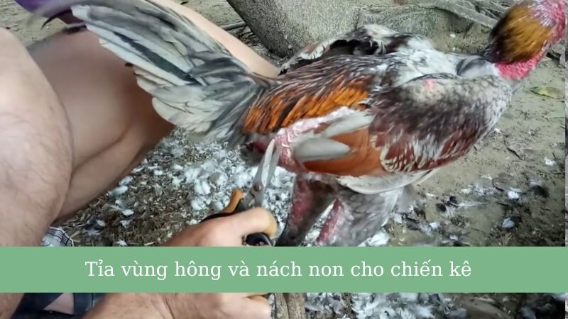 Tỉa lông vùng hông & nách non sao cho đúng?