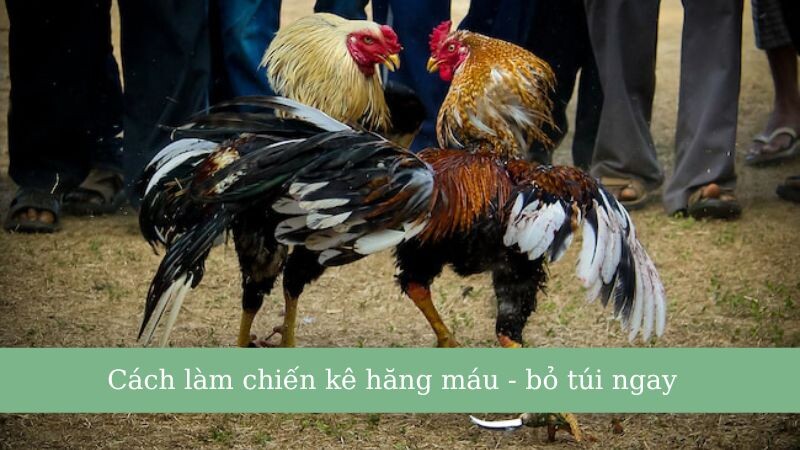 Top những cách làm gà chọi máu chiến