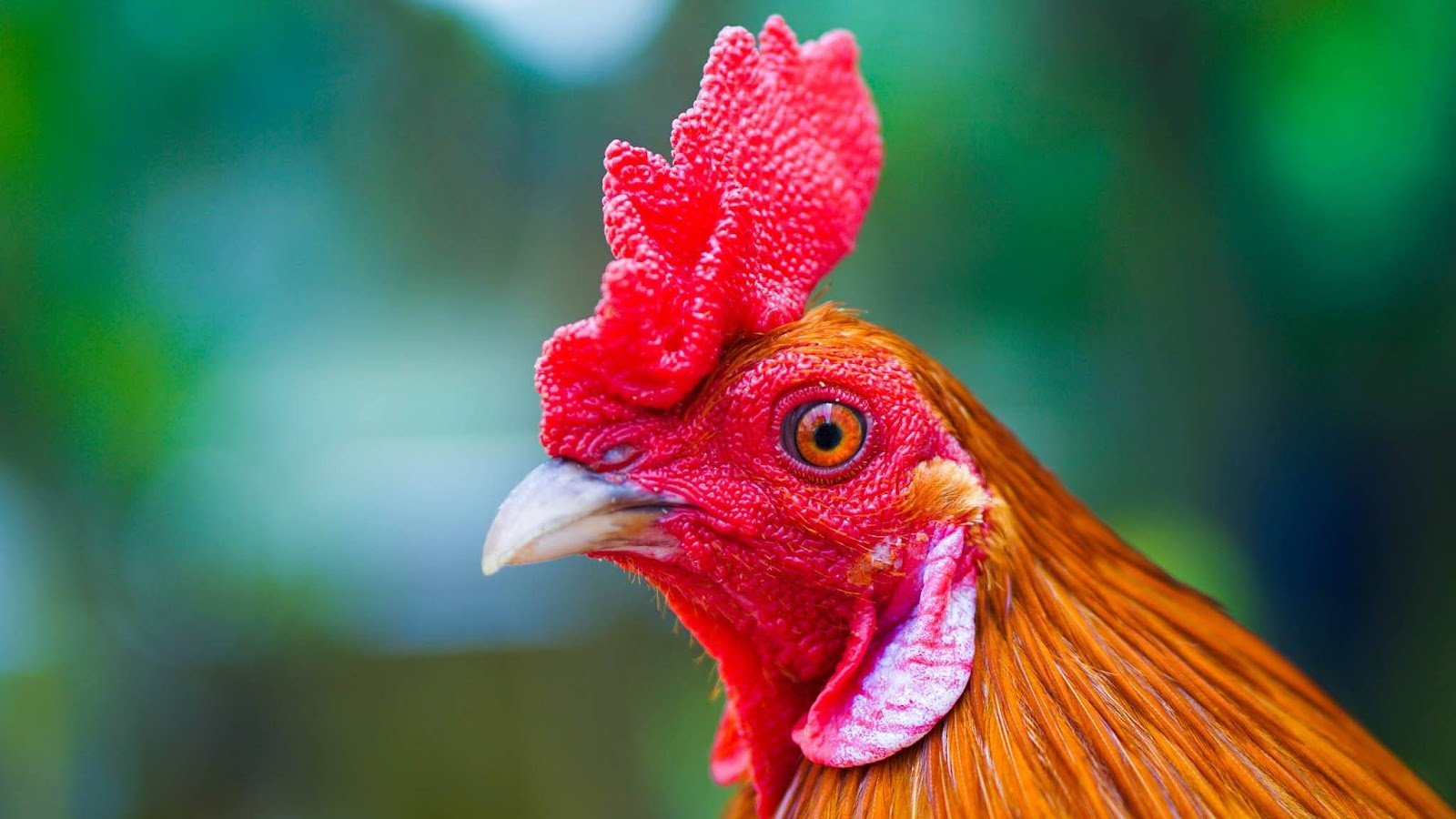 Bạn nên tìm hiểu về đặc điểm các loại mồng trước khi mua gà đá