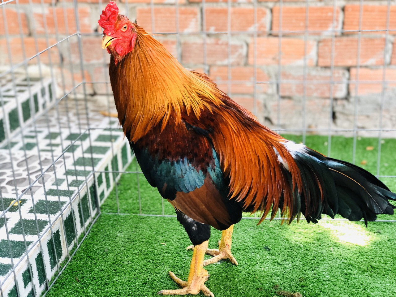 Các tiêu chí trong cách chọn gà đá cựa sắt hay