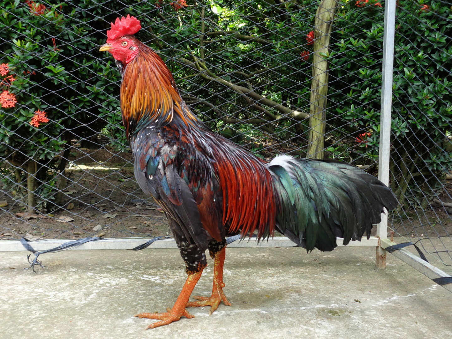 Cách nuôi gà đá thả vườn lớn nhanh, ít bệnh 6 Cách nuôi gà đá thả vườn lớn nhanh, ít bệnh