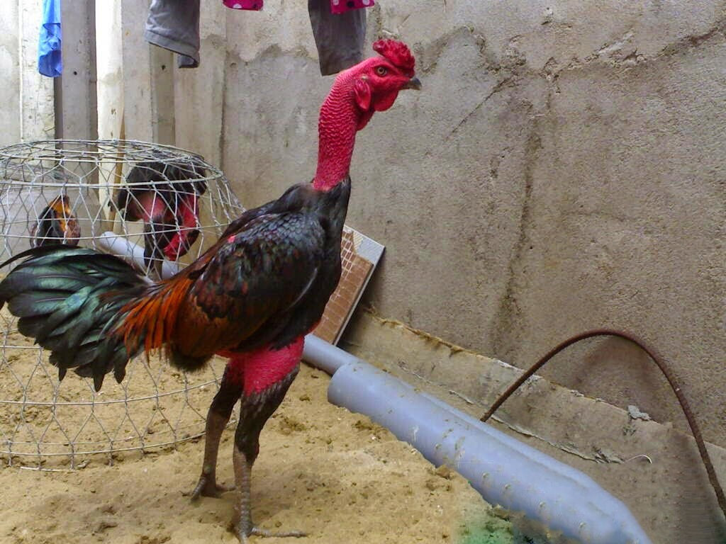 Bật mí các cách làm da gà đá dày lên nhanh chỉ trong 1 tuần 5 Gà đá da dày trông đẹp và oai phong hơn