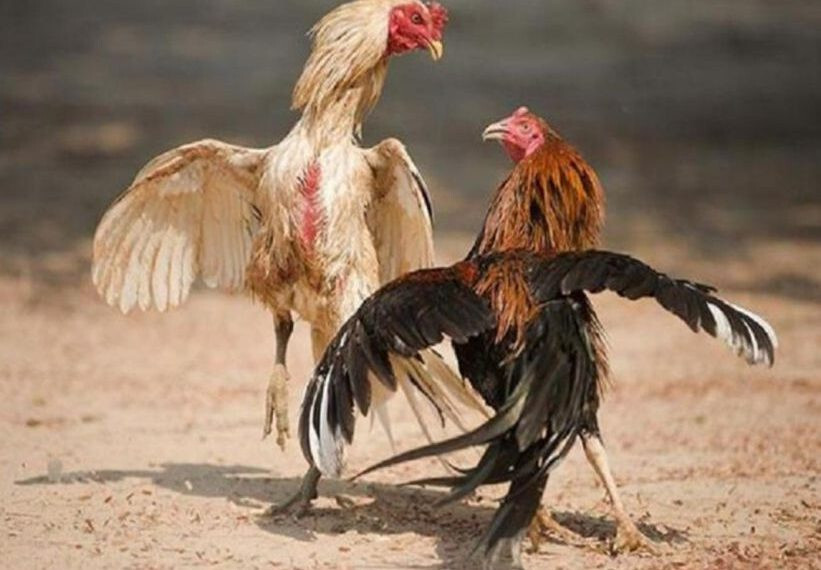 Kỹ năng là tiêu chí chọn gà đá cựa sắt cần quan tâm