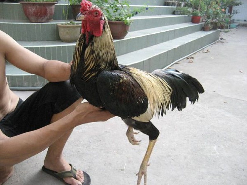 Bật mí các cách làm da gà đá dày lên nhanh chỉ trong 1 tuần 4 Xây dựng chế độ ăn uống đúng cách để da gà khoẻ và lì đòn hơn