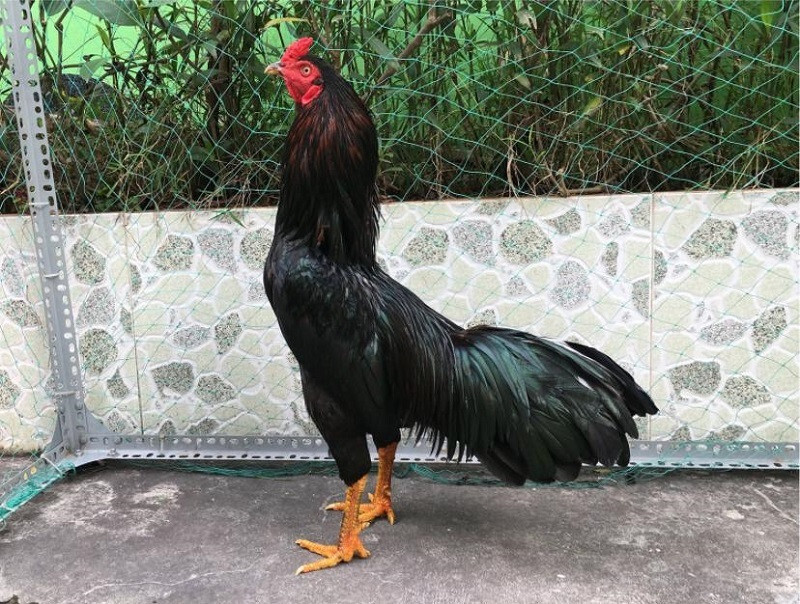 Mách bạn cách đúc gà đá theo màu lông chuẩn, hiệu quả nhất 5 Màu lông gà nên ưu tiên lựa chọn