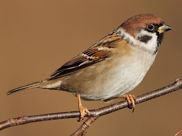 Mơ bắt được chim đánh con gì trúng lớn? 7 Image