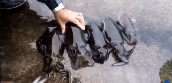 Giải mã giấc mơ: Mơ thấy con mực đánh số mấy dễ thắng lớn? 6 Mơ thấy con mực trắng hoặc đen thì may mắn