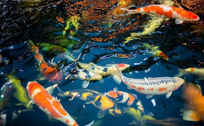 Nằm mơ thấy cá bơi trong nước đánh con gì sẽ may mắn?