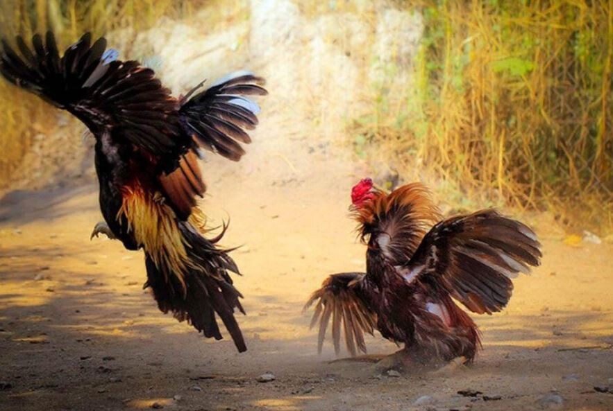 Các hình thức đá gà trong giải C3