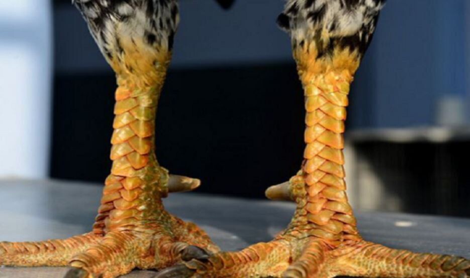 Phân loại các giống gà chọi vảy rồng phổ biến hiện nay