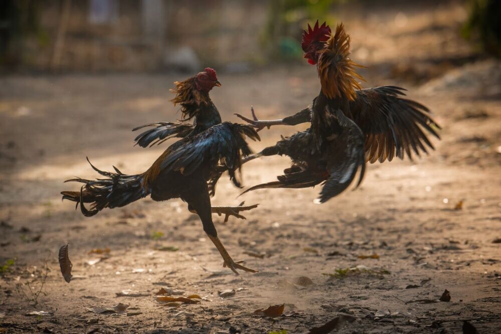 Sảnh đá gà Thomo uy tín - Nơi người chơi gửi trọn niềm tin 9 Top sảnh đá gà Thomo được nhiều cược thủ tin tưởng