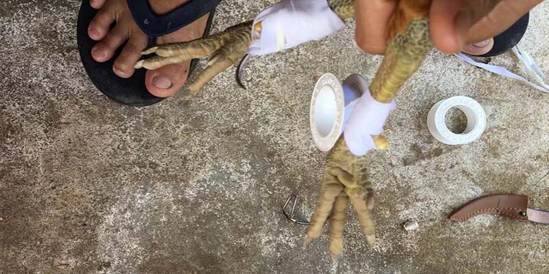 Trình độ và kỹ thuật của người lên cựa cực kỳ quan trọng