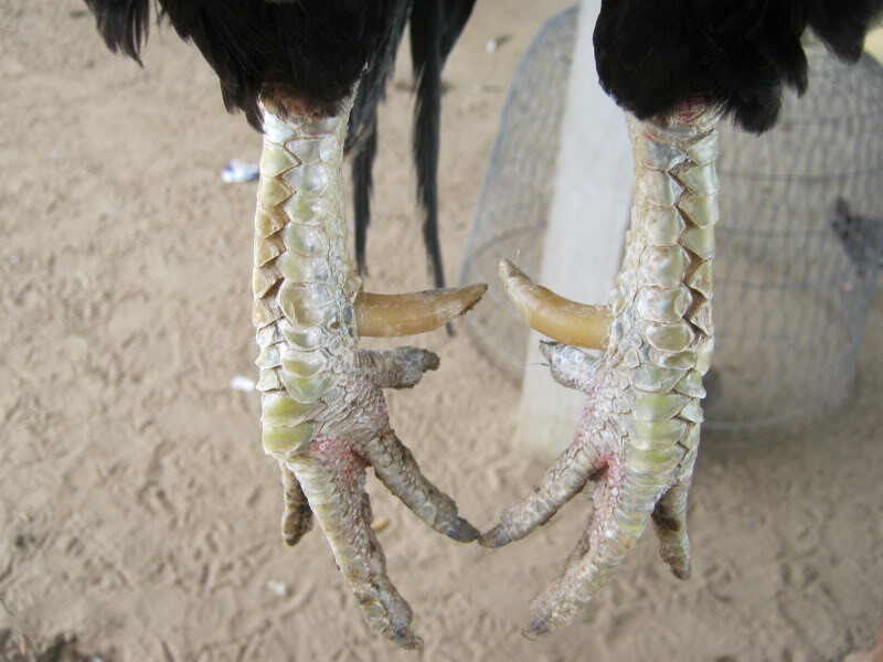 Hướng dẫn chi tiết cách lên cựa gà cho anh em sư kê