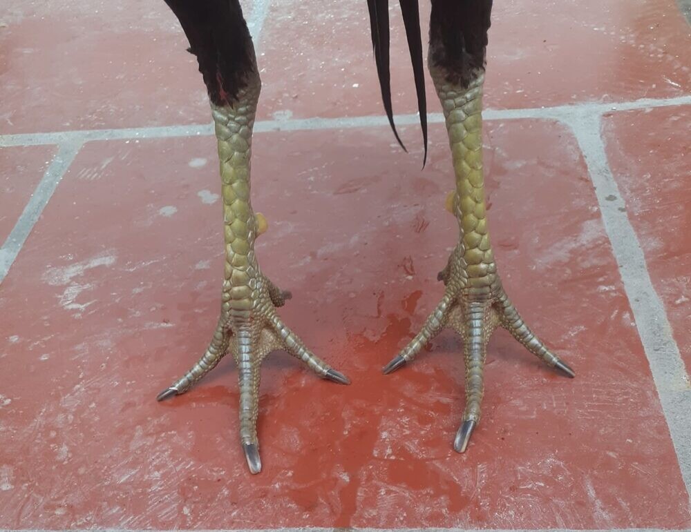 Kinh nghiệm chọn gà có vảy vấn cán chuẩn nhất