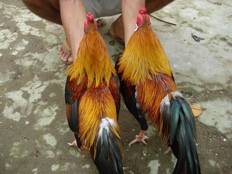 Khái niệm gà linh kê là gì?