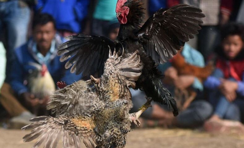 Lưu ý khi luyện cơ chân cho gà chiến
