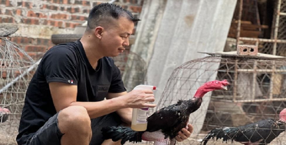 Áp dụng bài tập chạy bội giúp chân gà săn chắc hơn